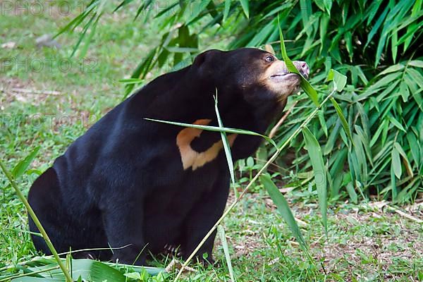 Malayan sun bear