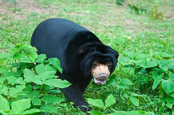 Malayan sun bear