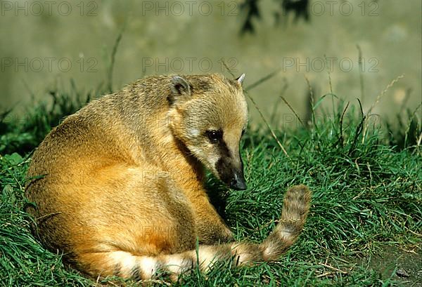 Coati