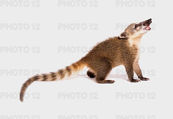 Coati