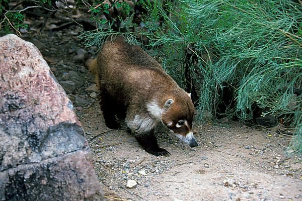 White-nosed Coati