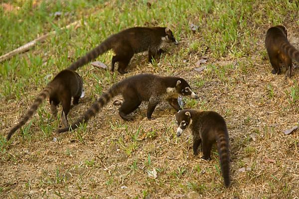 White-nosed Coati