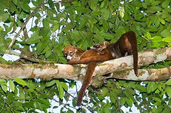 White-nosed Coati