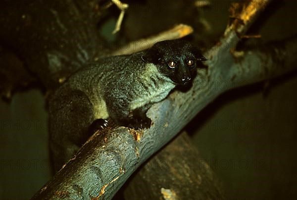 Small-toothed palm civet