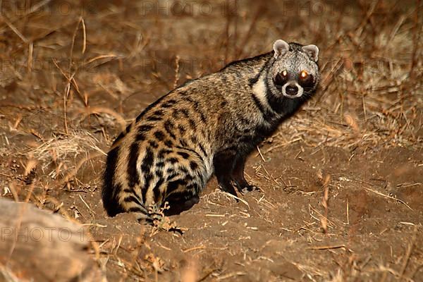 African Civet