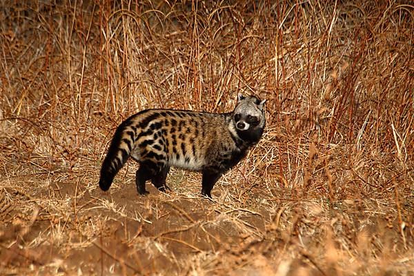 African Civet