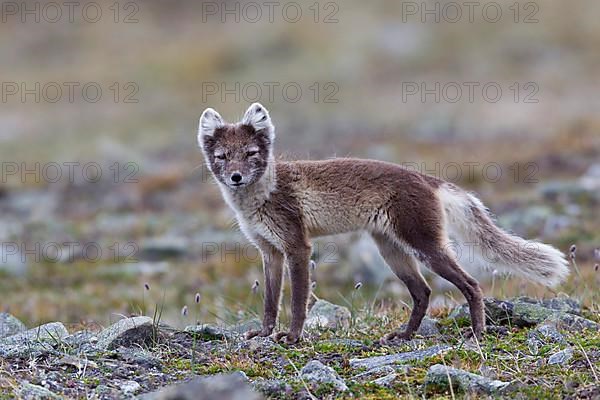 Arctic fox