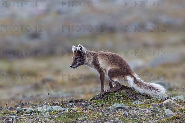 Arctic fox