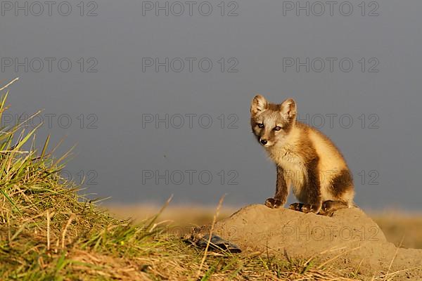 Arctic fox