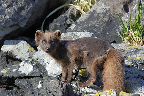 Arctic Fox