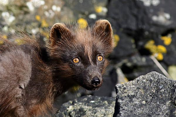 Arctic Fox