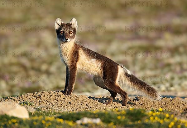 Arctic Fox