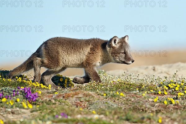 Arctic Fox