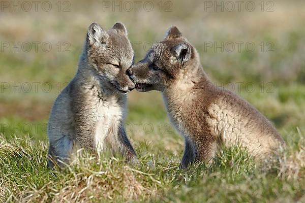 Arctic Fox