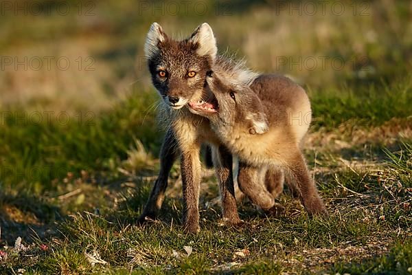 Arctic Fox