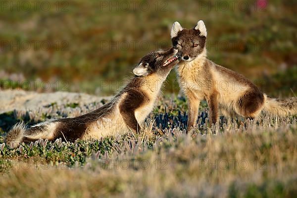 Arctic Fox