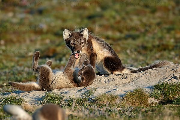 Arctic Fox