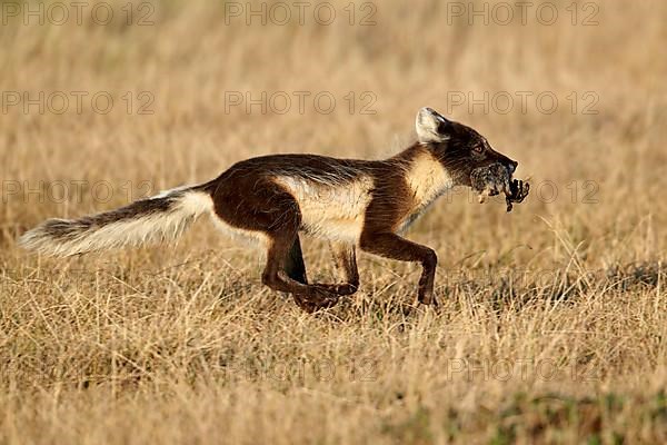 Arctic Fox