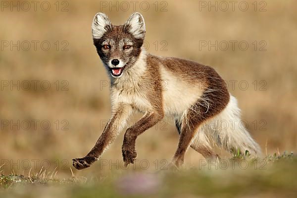 Arctic Fox