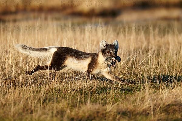 Arctic Fox