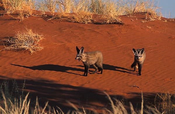 Bat-eared fox Namibia