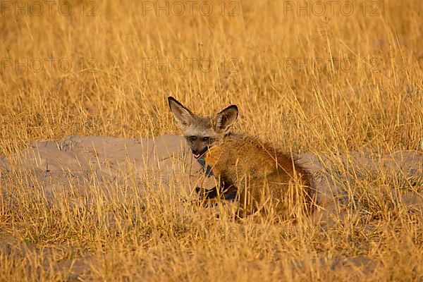 Bat-eared fox