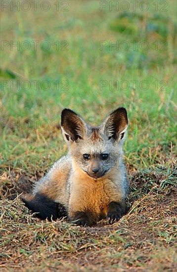 Bat-eared fox