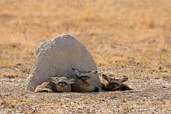 Bat-eared fox