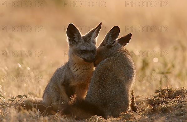 Bat-eared fox