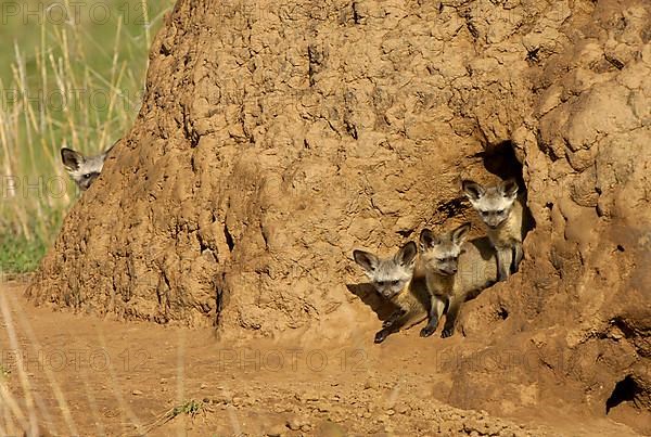 Bat-eared fox cubs