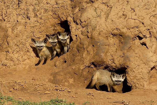 Bat-eared fox cubs