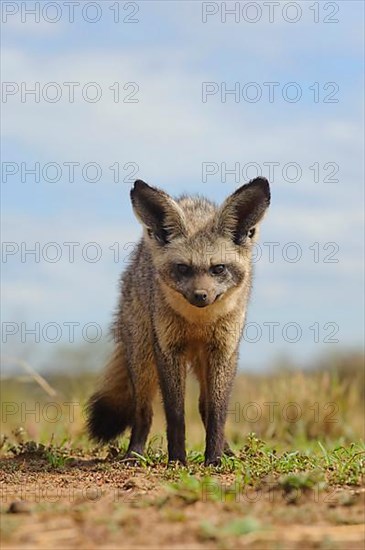 Bat-eared fox