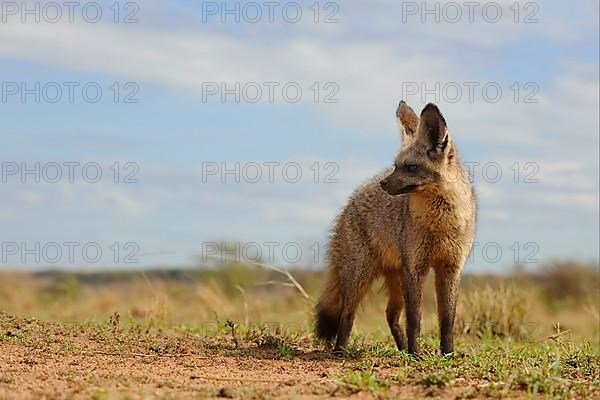 Bat-eared fox