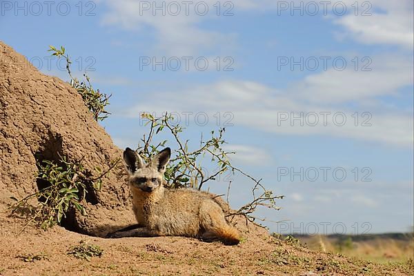 Bat-eared fox