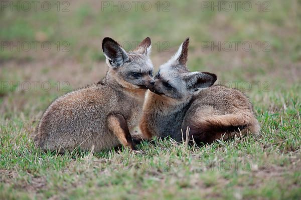 Bat-eared fox