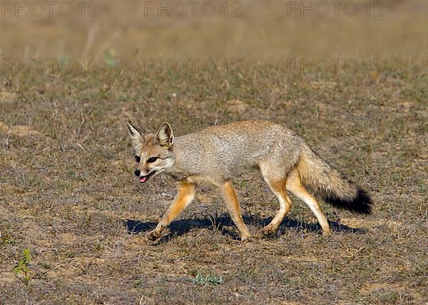 Bengal fox