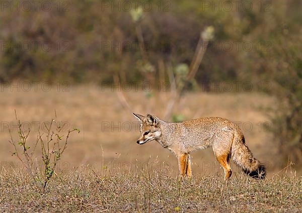 Bengal fox