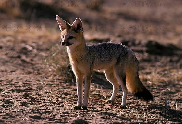 Cape Fox