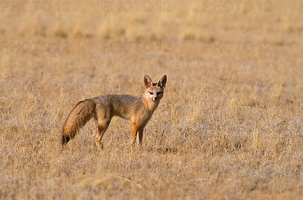 Cape Fox