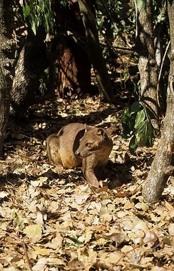 Fossa