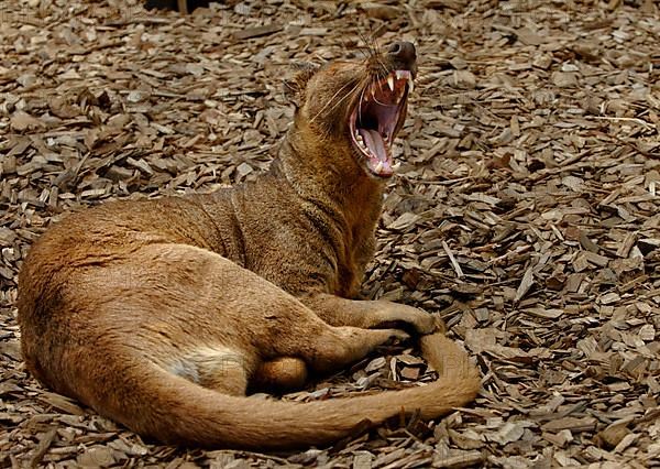 Fossa