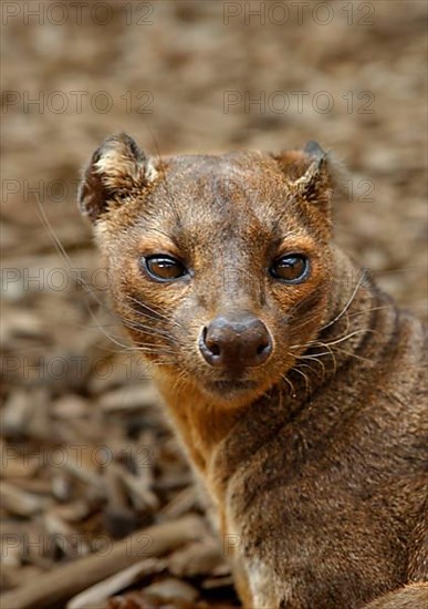 Fossa