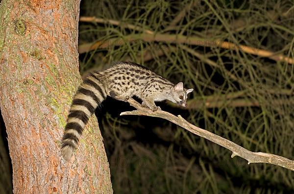 Small-spotted Genet