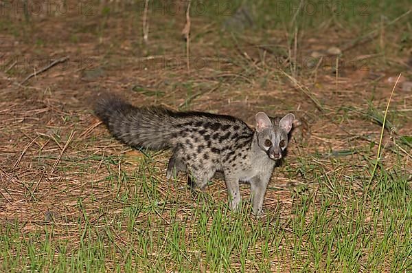 Small-spotted Genet