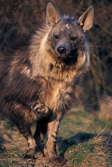 Brown hyena