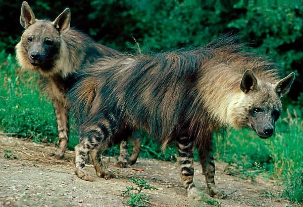 Brown hyena