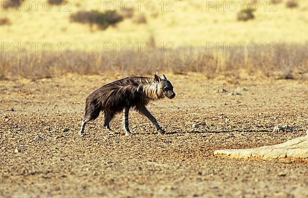 Brown Hyaena