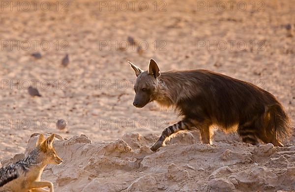 Brown Hyena