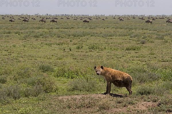 Spotted Hyena