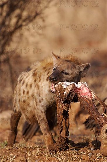 Spotted Hyena